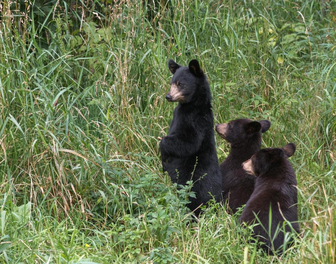 Time To Cuddle, Wifi, Near Pigeon Forge, 1089 Free Tickets Each Paid Day, Dollywood And More Экстерьер фото